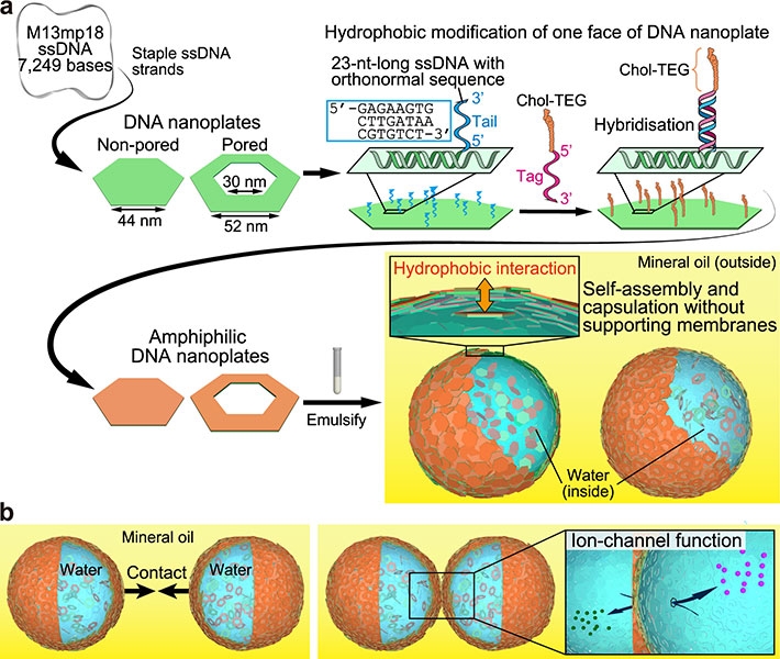 Representation of DNA nanoplate-based microcapsules