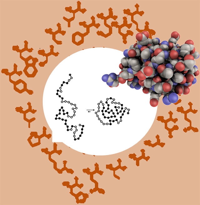 How amino acid properties affect protein folding. The coded amino acids each have unique properties that help biological proteins fold optimally. The set of amino acids biology uses appears to have been evolutionarily optimized. Credit: H.J. Cleaves, ELSI/ Wikimedia Commons