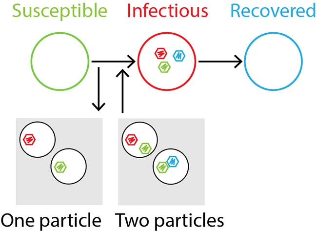 The Susceptible-Infectious-Recovered model to understand multipartite viruses. 