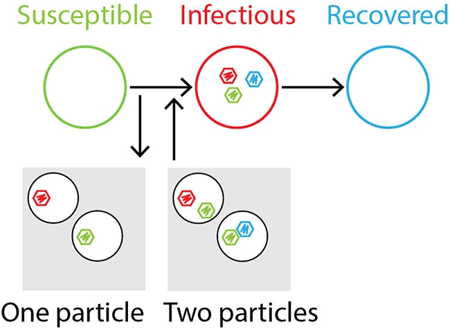 The Susceptible-Infectious-Recovered model to understand multipartite viruses. 