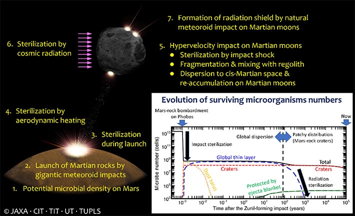 A schematic diagram of the time sequence from the Zunil-forming impact event to the present, and processes related to the number of surviving microorganisms considered in the study. The team estimated the number of potentially living microorganisms on present-day Mars based on the number of microbes at analog sites in Antarctica. The team conducted a series of 3D impact simulations to reproduce the Zunil-forming impact event and calculated the orbital evolution of each ejecta particle near Mars. This calculation provides the total transported mass of Mars rocks to the Martian moons. The team also considered the sterilization of microorganisms due to collisions with the moons. The figure inset shows the number of surviving microorganisms on Phobos over time. Finally, the team calculated the probability that living microorganisms might be collected from returned Martian moon samples. Credit: JAXA