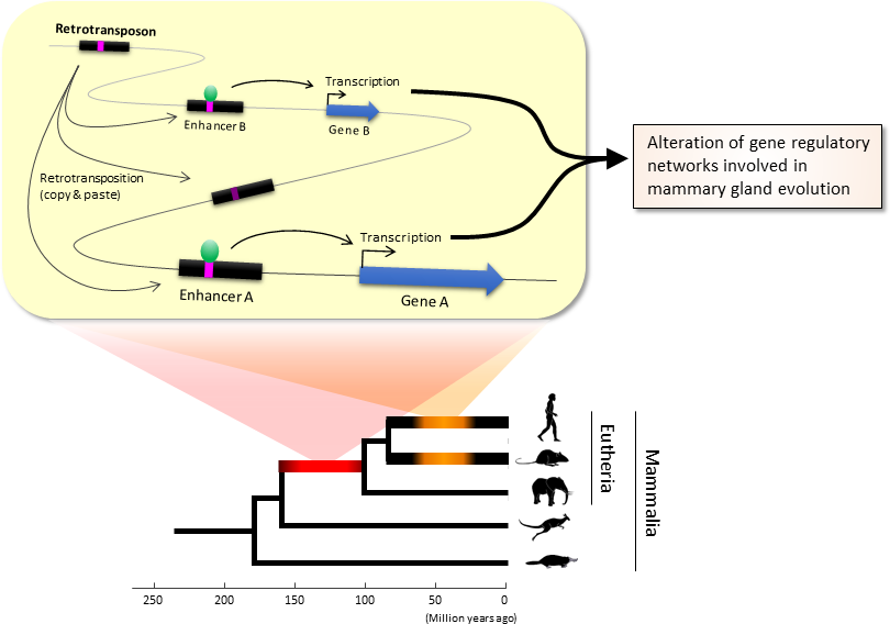 Retrotransposons have been co-opted to act as enhancers in the mammalian genome.