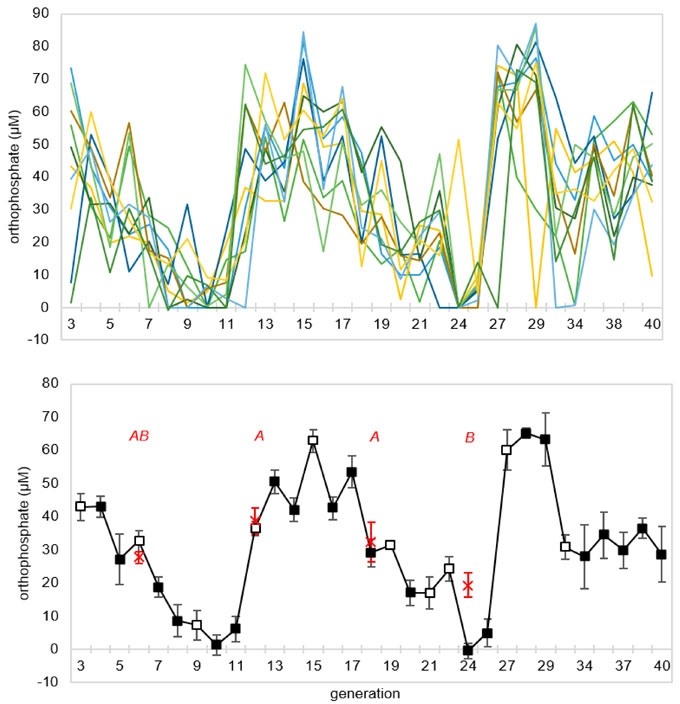 Oscillations: When the researchers extended their experiment to 40 generations, they spotted repeating oscillations in the concentration of phosphate, one of the key starting materials in their chemical soups. These oscillations suggest the development of feedback loops, which are one characteristic of life. Credit: David Baum Lab