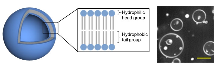 Figure 2. Model of the 3D vesicles