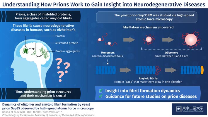 Figure 1. Schematic illustration of the dynamics of oligomer and amyloid fibril formation by yeast prion Sup35