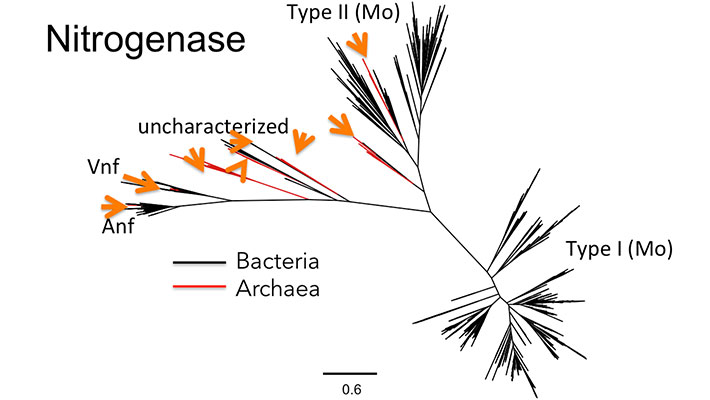 Figure. 2 Phylogenetic tree of a protein which is evolutionarily ‘mixed’ between the archaeal and bacterial domains, precluding assignment in the LUCA. Other proteins separate the domains onto different branches, suggesting they are ancient.