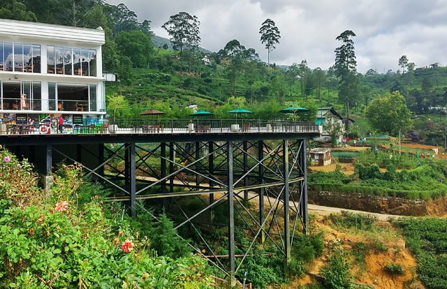 Tea garden and cafe in Sri Lanka