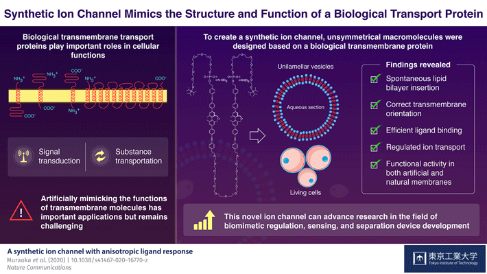 Figure 1. Schematic illustration of the synthetic ion channel which mimics the structure and function of a biological transport protein