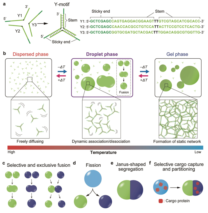 Figure 1. Tailored DNA microstructures