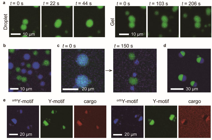 Figure 2. Controllability and dynamic functions of DNA microstructures