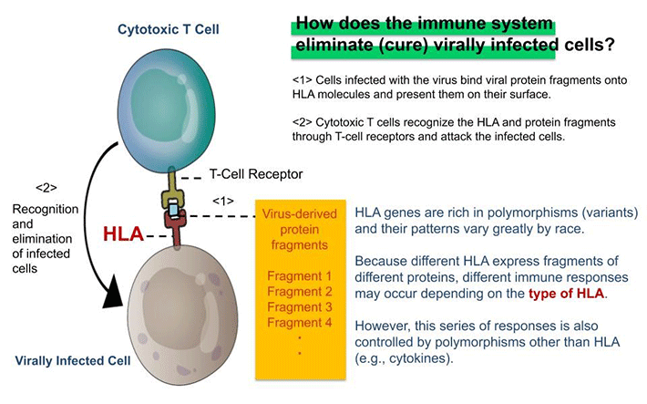Figure 2. HLA & Antiviral Immunity
