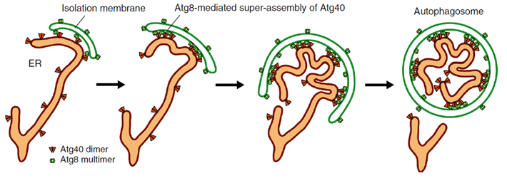 Figure 1. Model for Atg40 action during ER-phagy