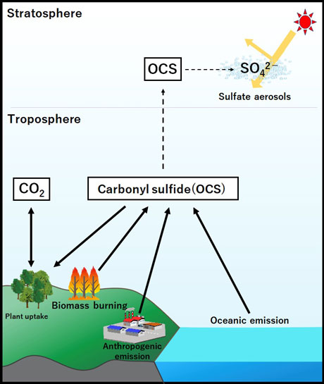 Figure 1. Scheme of the biogeochemical OCS cycle. 