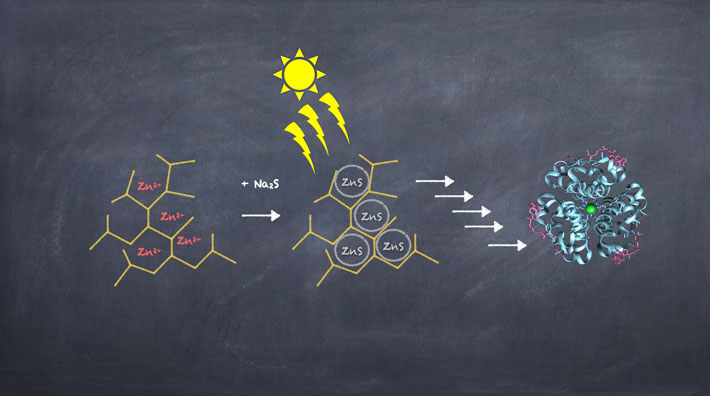 Figure 2. Evolutionary steps leading from ZnS/ hyperbranched polymers towards modern enzymes. Metal sulfide enzymes could have originated from globular metal-sulfide/hyperbranched polymer particles. Credit: Irena Mamajanov, ELSI