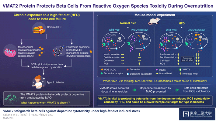 VMAT2 safeguards beta-cells against dopamine cytotoxicity under high-fat diet induced stress