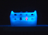 Fluorescent magnetic beads glowing under optical illumination