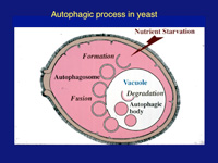 Autophagic process in yeast
