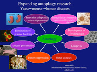 Expanding autophagy research