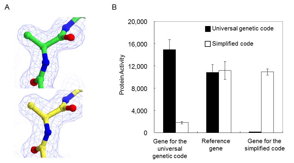 (A) Electron density maps. Upper panel: Alanine introduced by the GCU codon in the universal genetic code. Lower panel: Alanine introduced by the UGG codon in the simplified code. (B) Activity of proteins synthesized by the simplified and universal codes from the gene for each code.