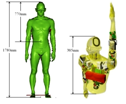 Three dimensional model of a Japanese swimmer and designed upper body