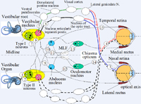 A block diagram of oculomotor system faithful to the physiological structure