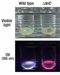 Red fluorescence indicates that porphyrin accumulates in tolC mutant cells