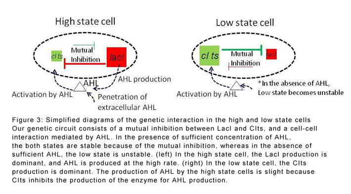 Simplified diagrams of the genetic interaction in the high and low state cells