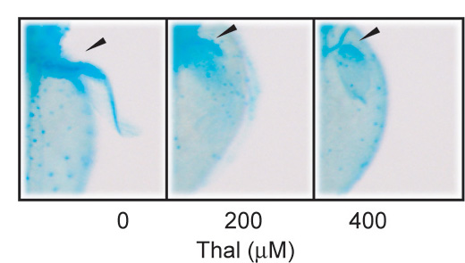 Thalidomide treatment or downregulation of the CRBN complex causes developmental defects in zebrafish.