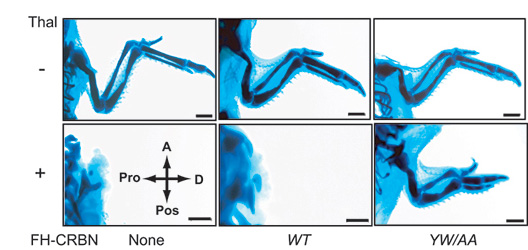 Expression of a drug binding–deficient form of CRBN suppresses thalidomide-induced limb malformations in chicks. A, anterior; Pos, posterior; Pro, proximal; D, distal; Thal, thalidomide; FH-CRBN, epitope–tagged CRBN. Scale bar is 1 mm.