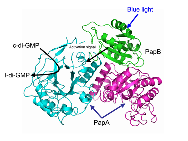 The structure model of the PapA-PapB complex