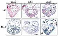 Figure 2: Heart structures of green anole lizard, red-eared slider turtle and chick (top row) and Tbx5 gene expression in each species (bottom row). The anole has only one ventricle, the chick has two ventricles divided by a clear inter-ventricular septum (marked 'ivs'), and the turtle has two ventricles divide by a rather indistinct septum (marked 'ivs?'). In the anole Tbx5 was expressed throughout the entire ventricle, while the chick showed Tbx5 expression clearly restricted to the left ventricle. The turtle shows an intermediate pattern, with Tbx5 expression slightly greater on the left side, producing a gradient from left to right.