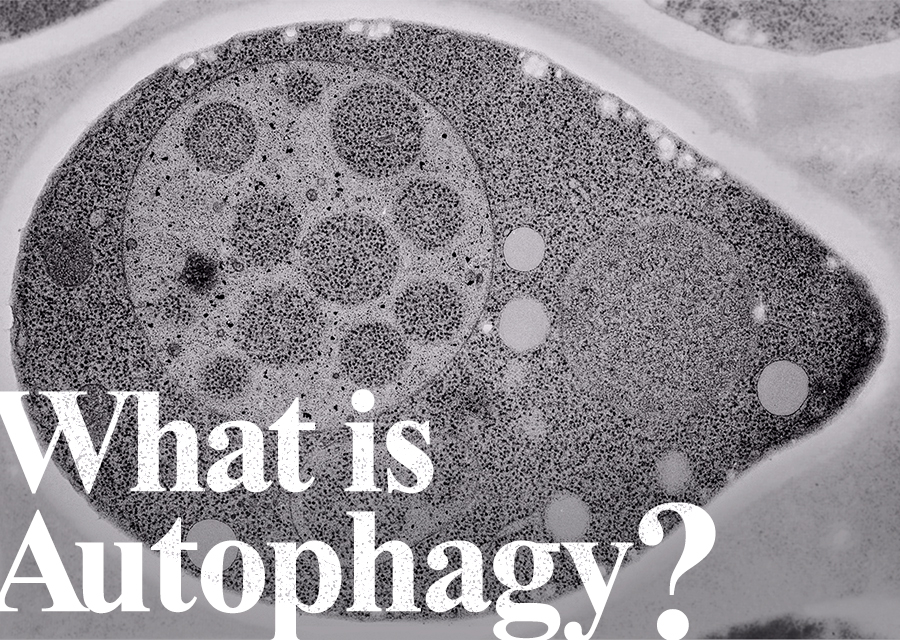 What is Autophagy?