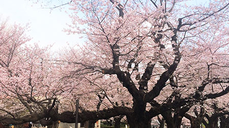 Sakura Rejuvenation campaign
