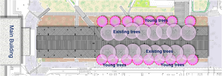 Layout of existing and new cherry trees