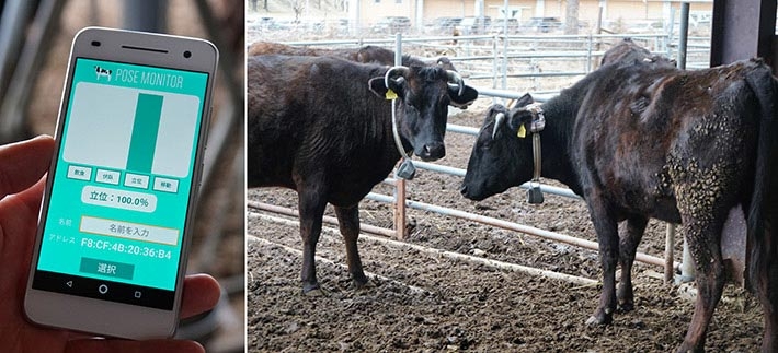 Checking a cow's health status via smartphone