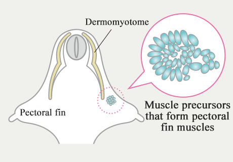 Illustration of muscle formation in the paired fins of a catshark embryo