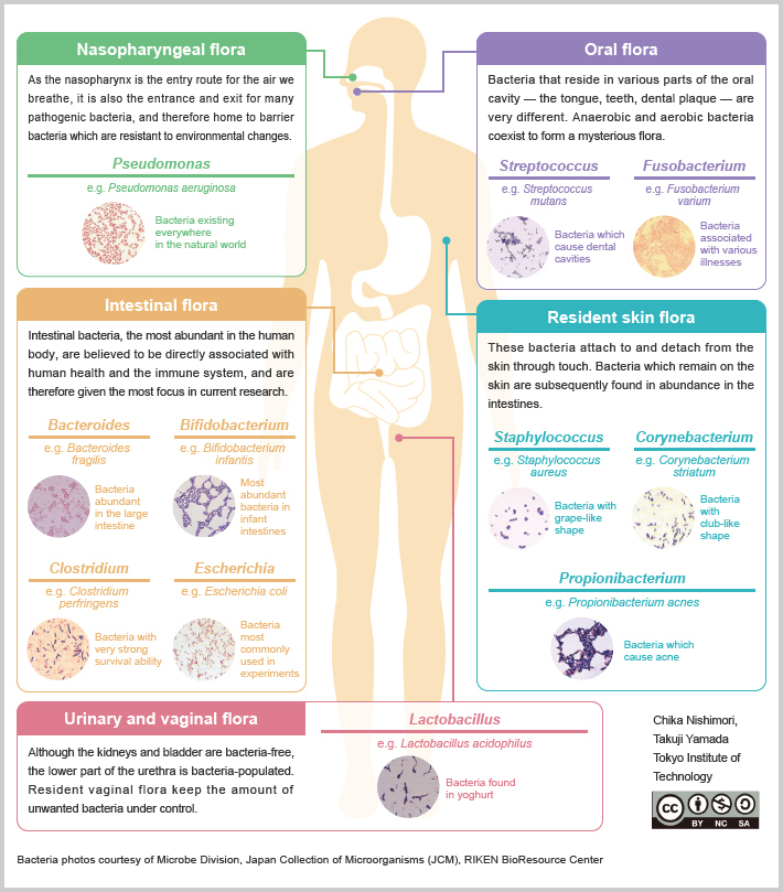 Human bacterial flora