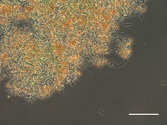 Iron oxides