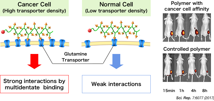 Development of polymers that compose nanomachine capsules with cancer cell affinity