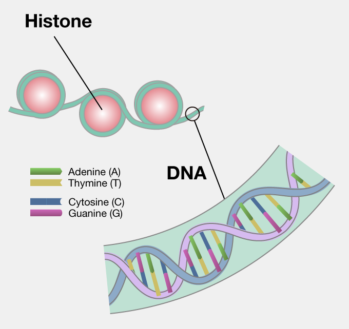 DNA and histone