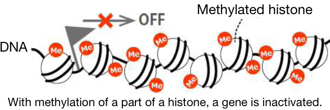 With methylation of a part of a histone, a gene is inactivated.