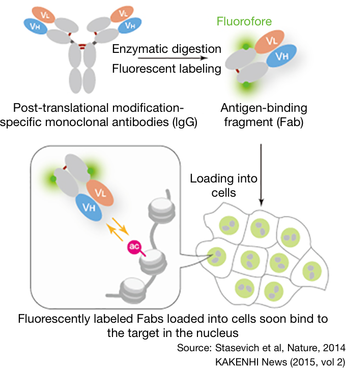 Tracking methylation and acetylation by fluorescently labeled antibody fragments