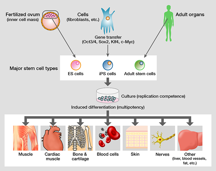 Stem cell types include embryonic stem (ES) cells, induced pluripotent stem (iPS) cells, and adult stem cells.