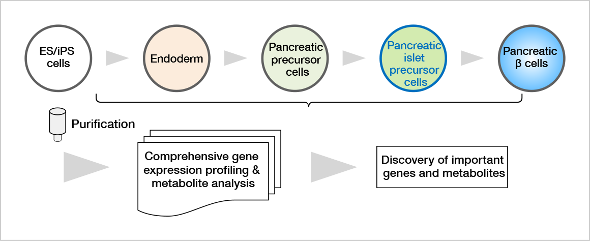 Figure 1. Developmental process of pancreas from ES/iPS cells