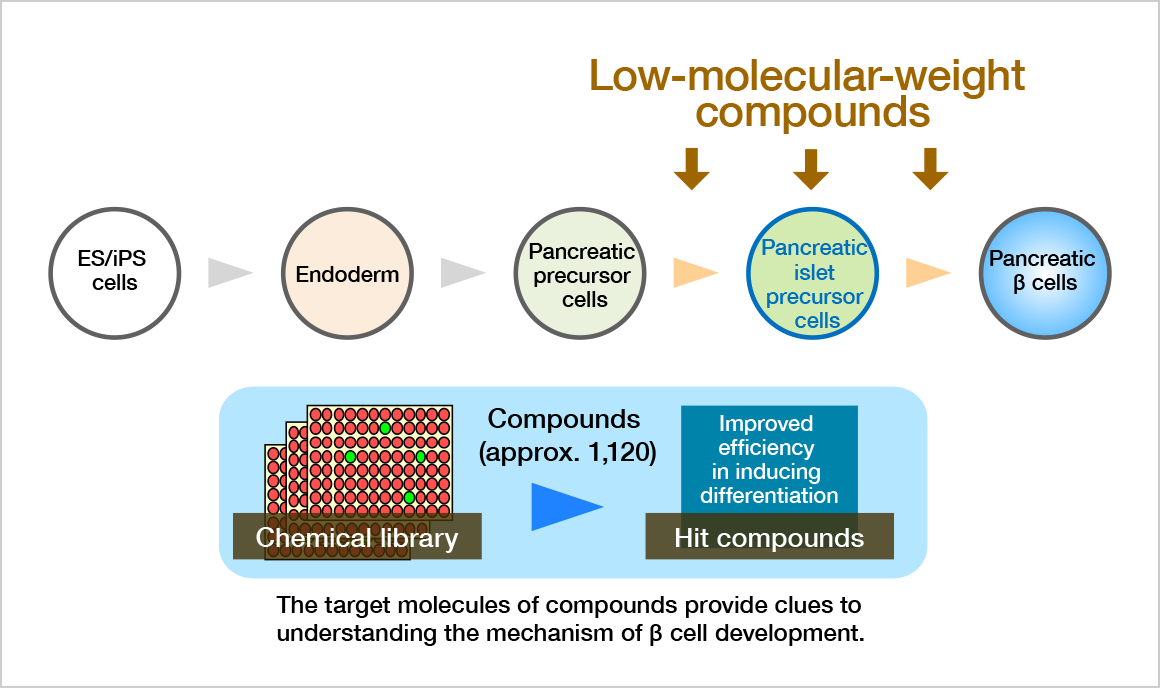 Figure 4. Seeking compounds that promote differentiation, and discovering unknown action mechanisms