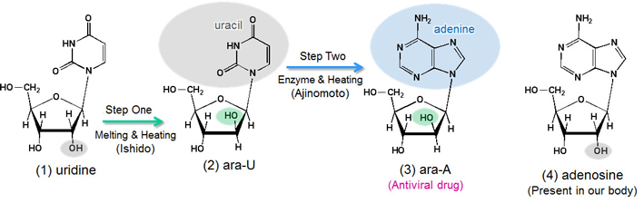 Figure 1. Structure and synthesizing process of Arasena (ara-A)