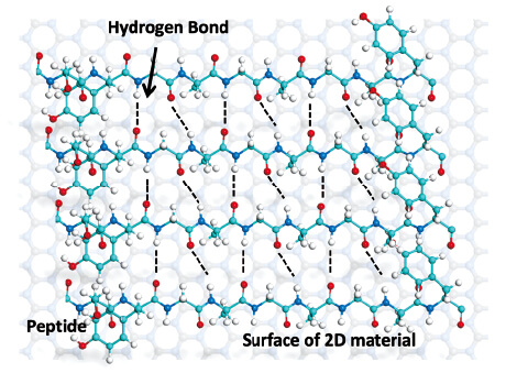 Established peptides that can maintain a self-assembled structure under a biosensing condition by forming regular structures on two-dimensional nanomaterials.