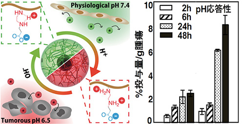 PH-responsive betaine polymer that functions as the shell for nanomachines and the solid carcinoma clustering property of betaine polymer modification quantum dots (QD)