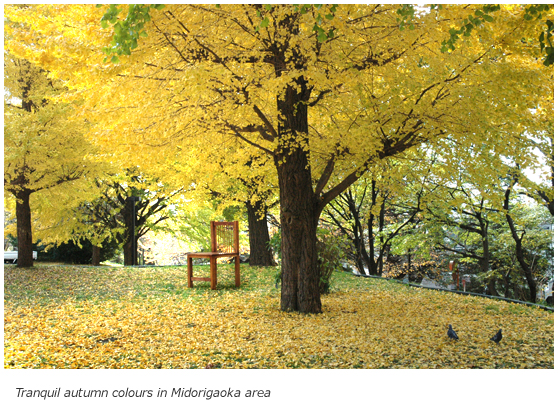 Tranquil autumn colours in Midorigaoka area