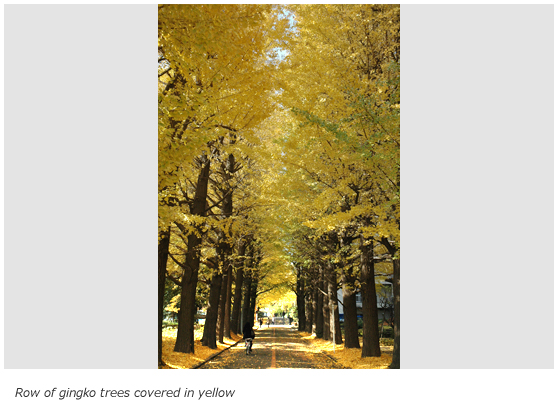 Row of gingko trees covered in yellow